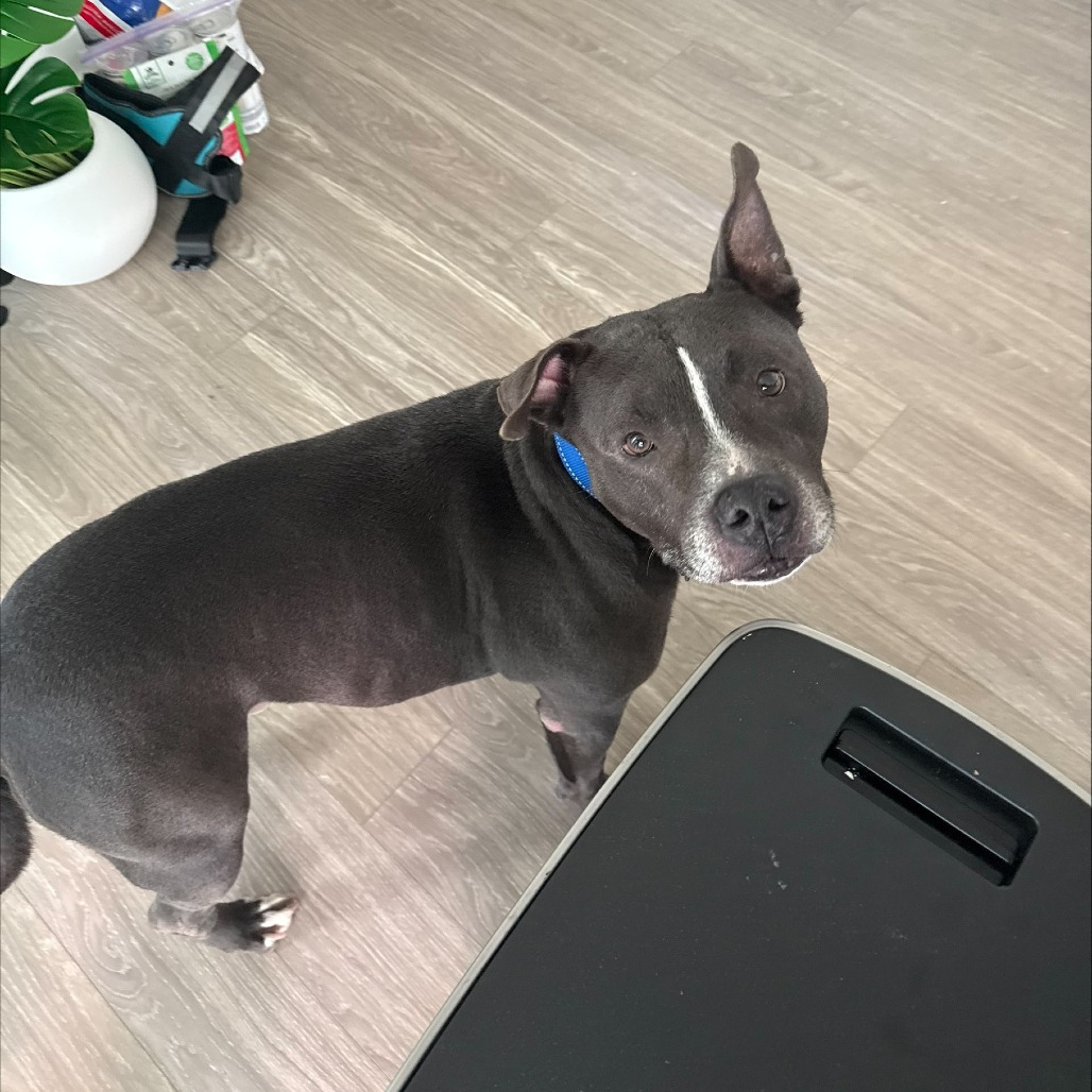 Ox, additional photo