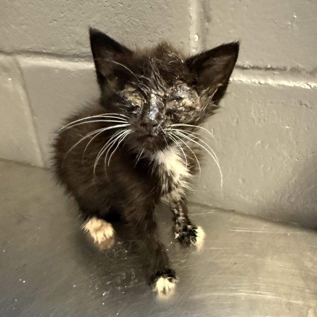 Tusc Stray 84552 2