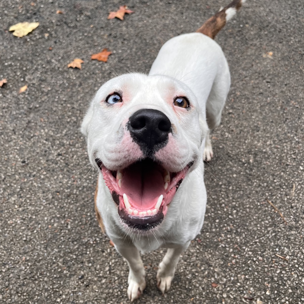 Turkey Tim aka Bandit