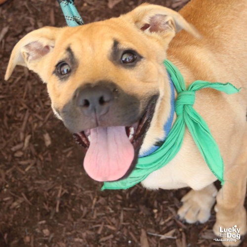 SEARCHER - Retriever, Labrador / Shepherd, Anatolian available for adoption