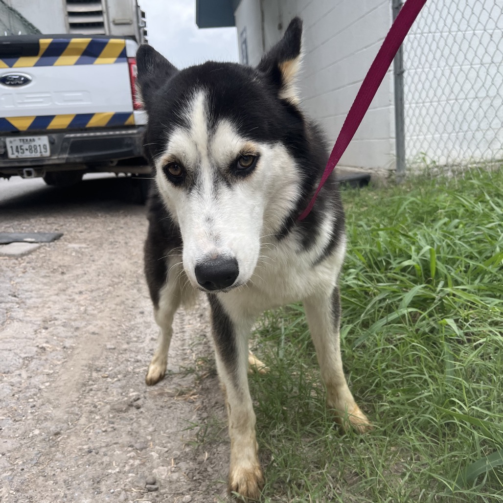 LEONARD - Husky available for adoption