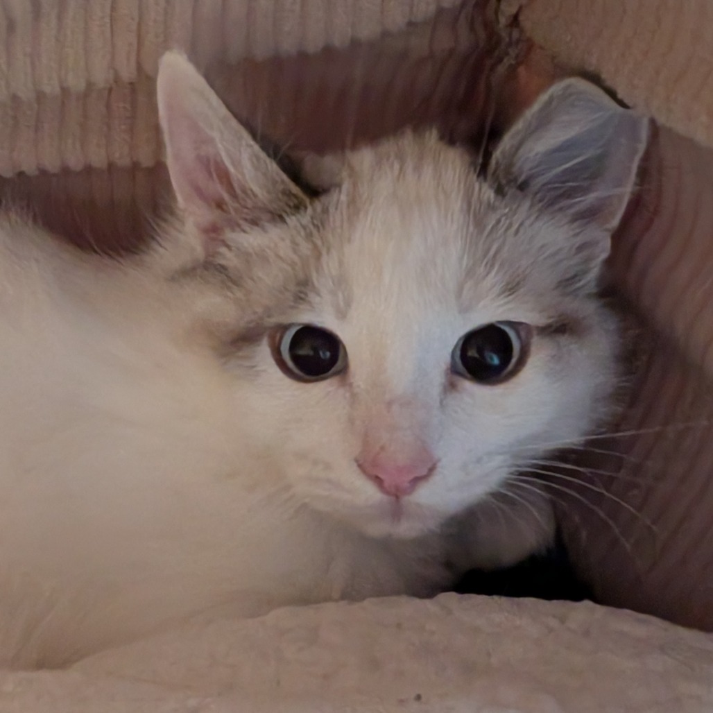 RAMI - Domestic Medium Hair available for adoption