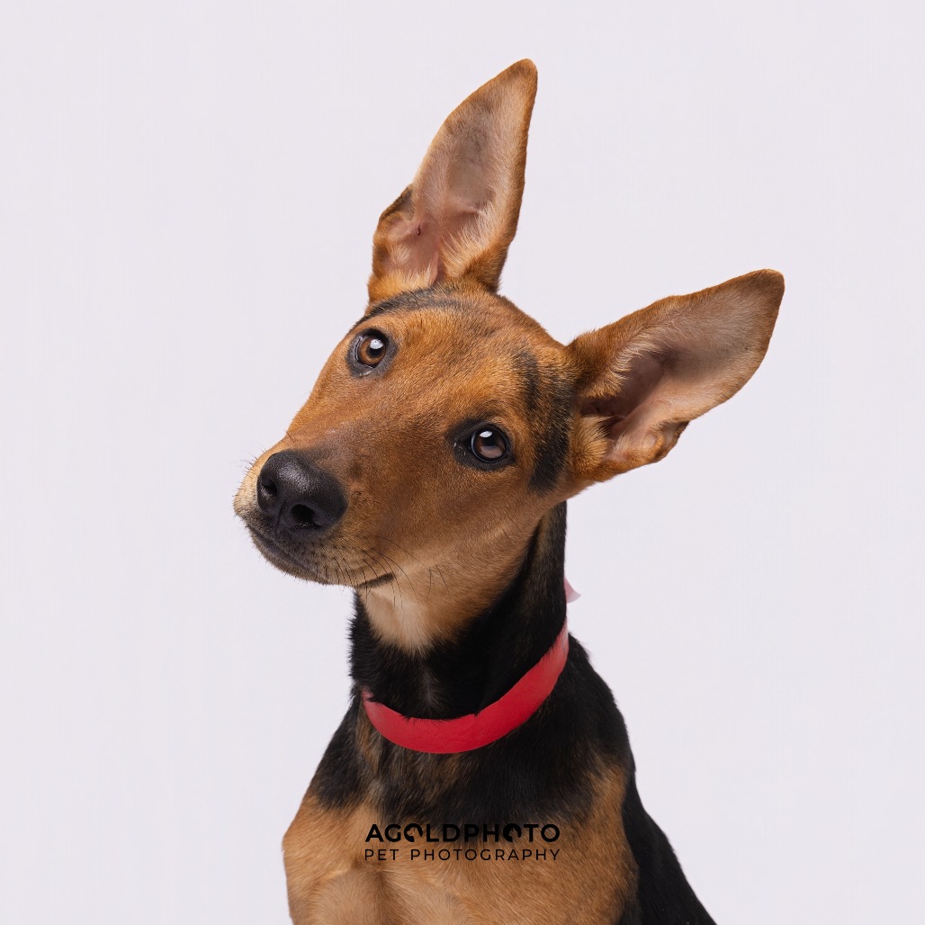 Tempest — thumbnail 3