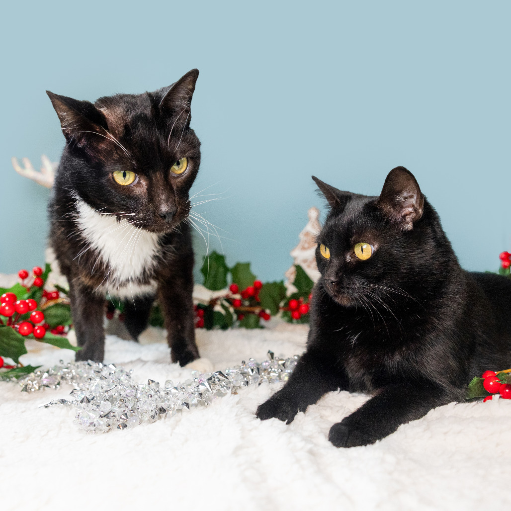 Romaine — thumbnail 5