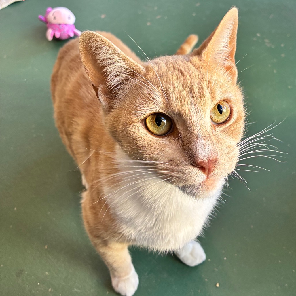 Taffy, photo 10