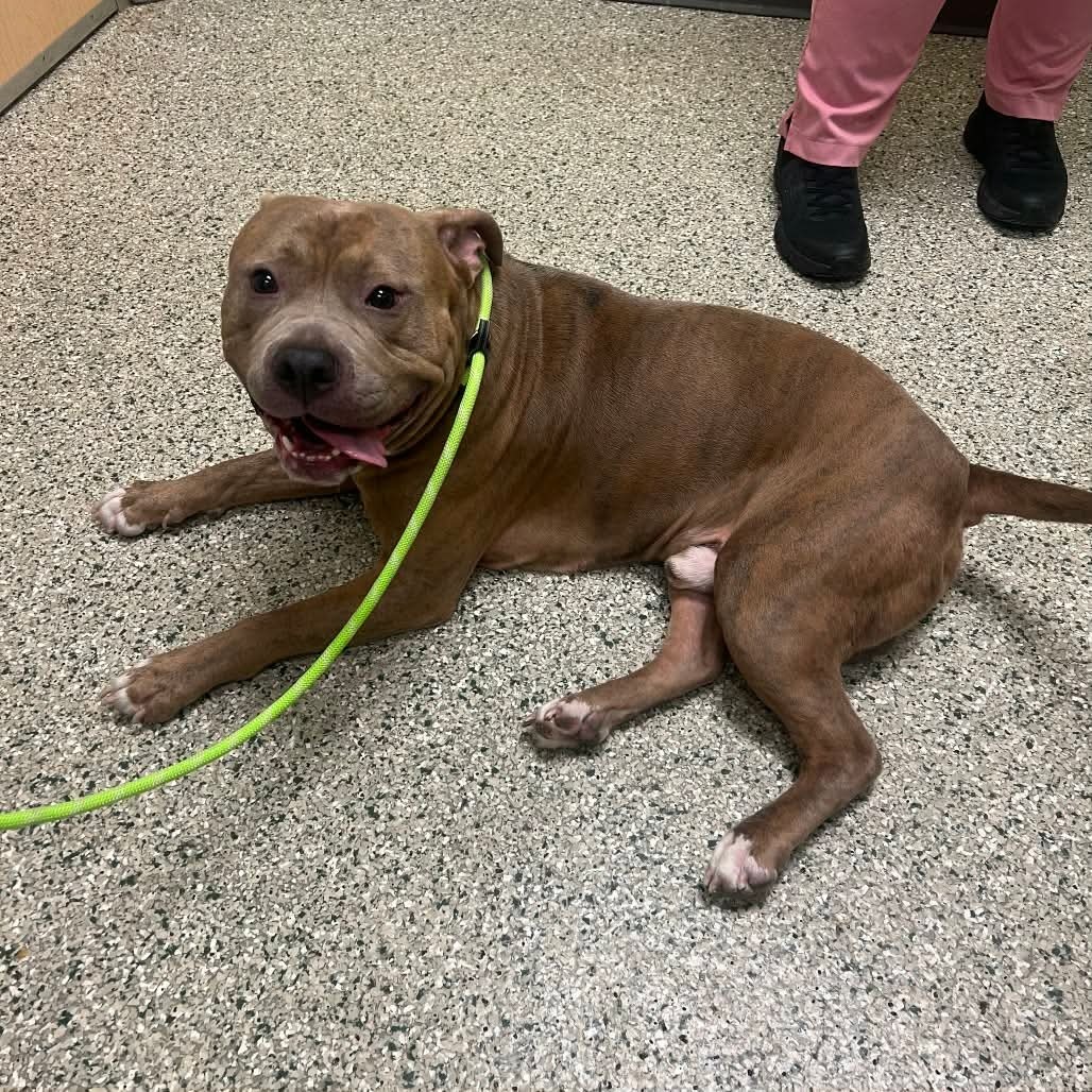 Vette *Foster Needed*, available for adoption