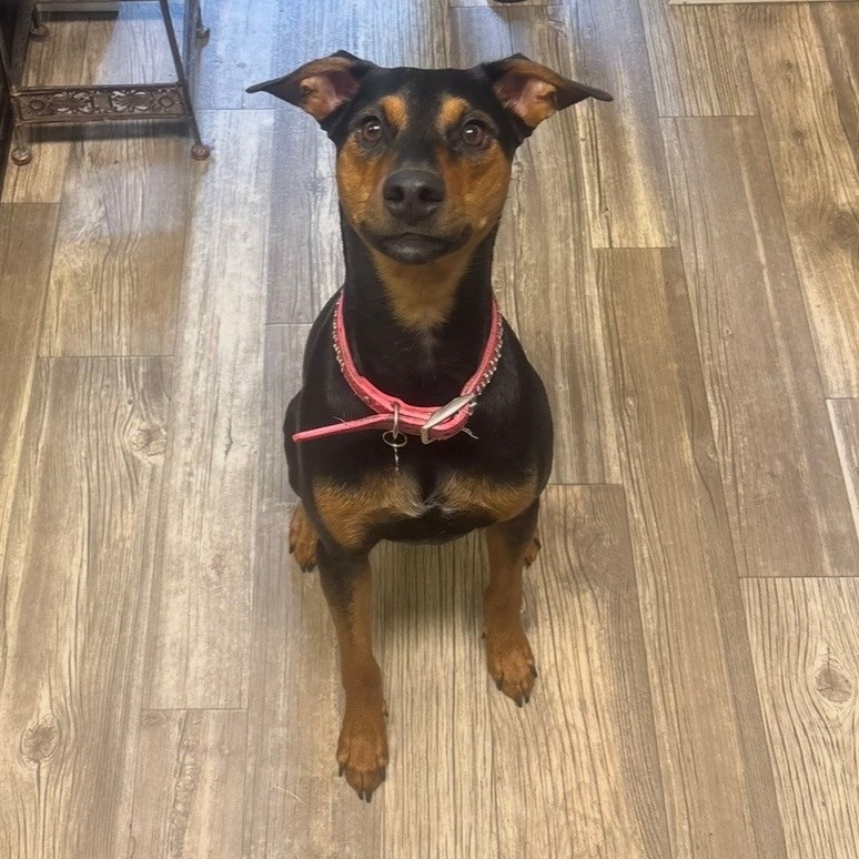 PRINCESS LEIA - Mixed Breed (Medium) available for adoption