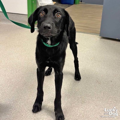 SOCIETY - Retriever, Labrador / Mix available for adoption