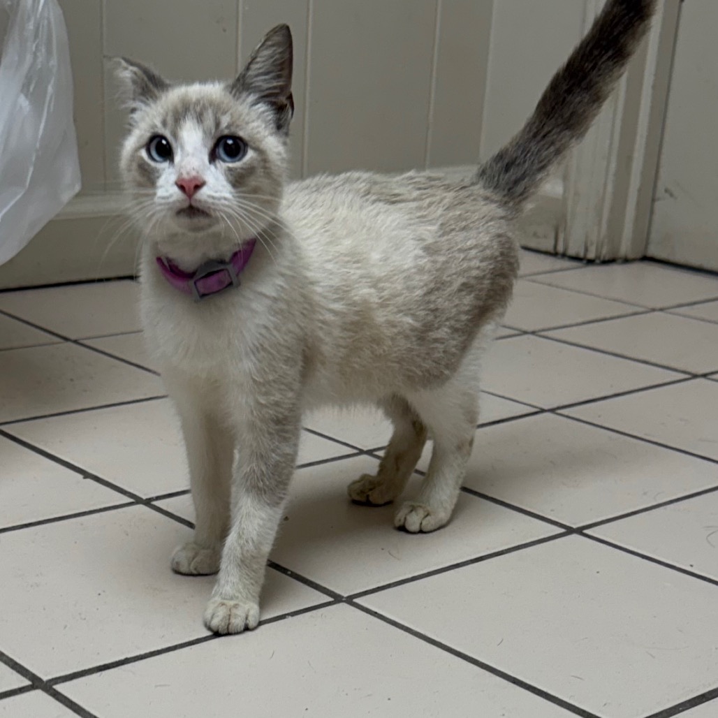Tusc Stray 85979