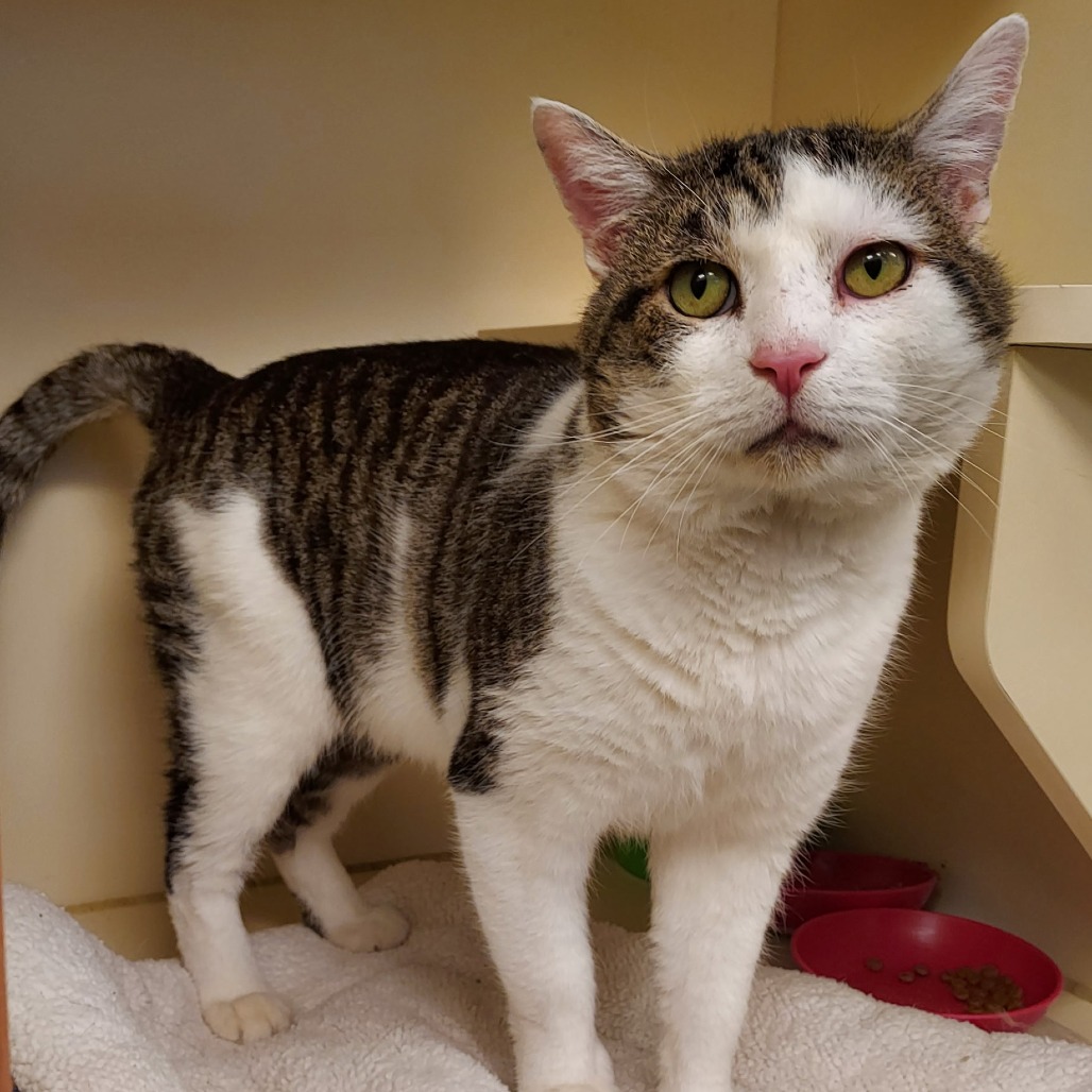 Romulus — thumbnail 3