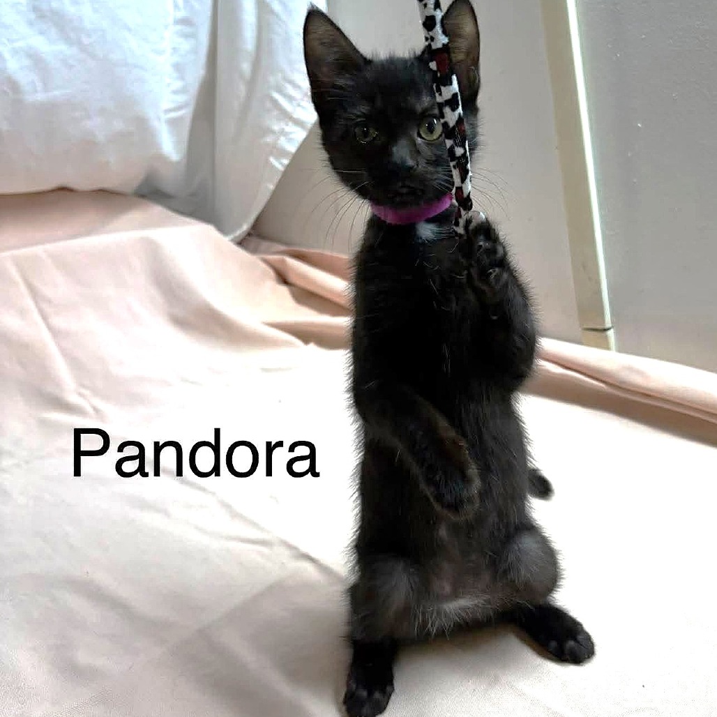 Pandora, photo 5