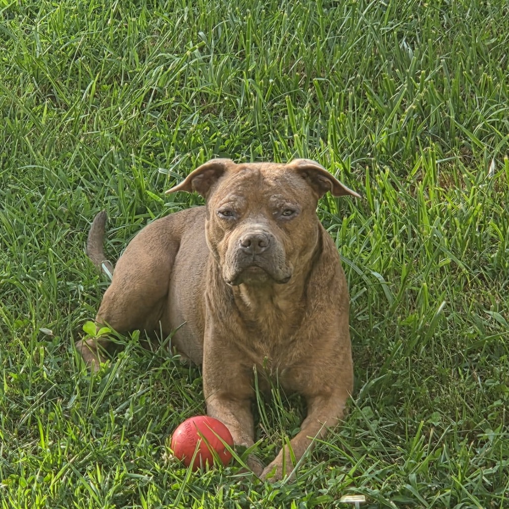 Freddy (Formerly Lieutenant)