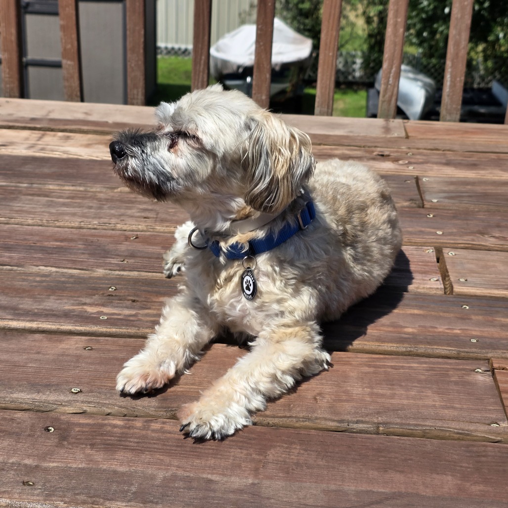 Romeo D10431, photo 7