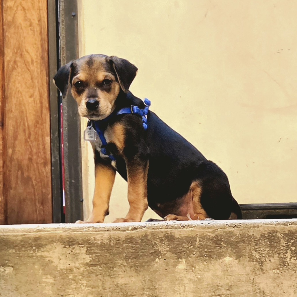 Ozzie, photo 6