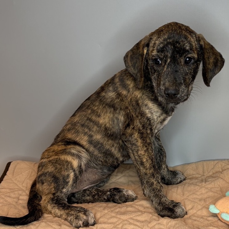 OAK - Hound available for adoption