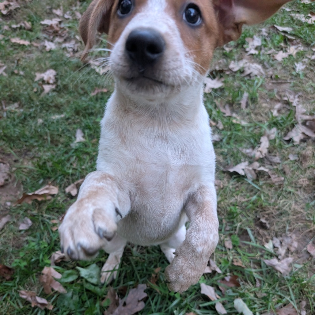 Macee Pup - Portia, photo 11