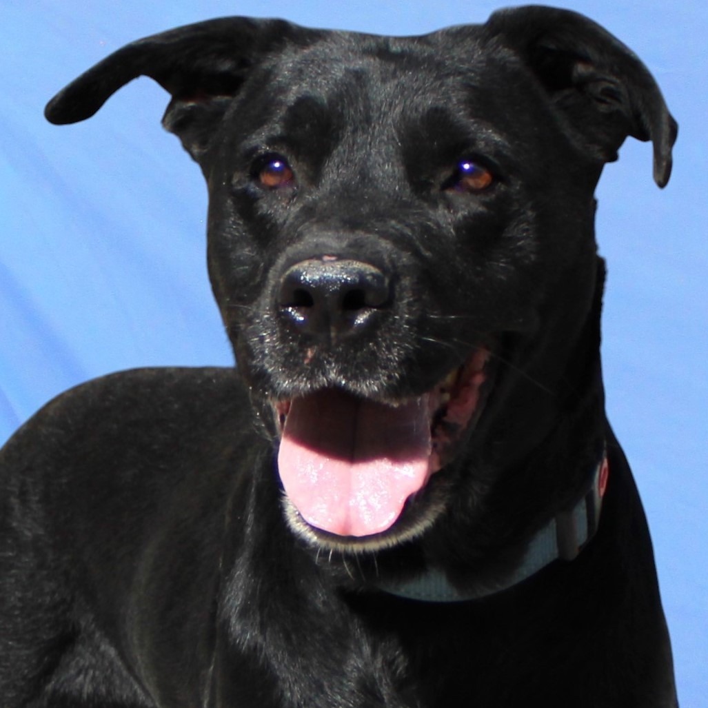 OPHELIA - PAWS - Mixed Breed (Medium) available for adoption
