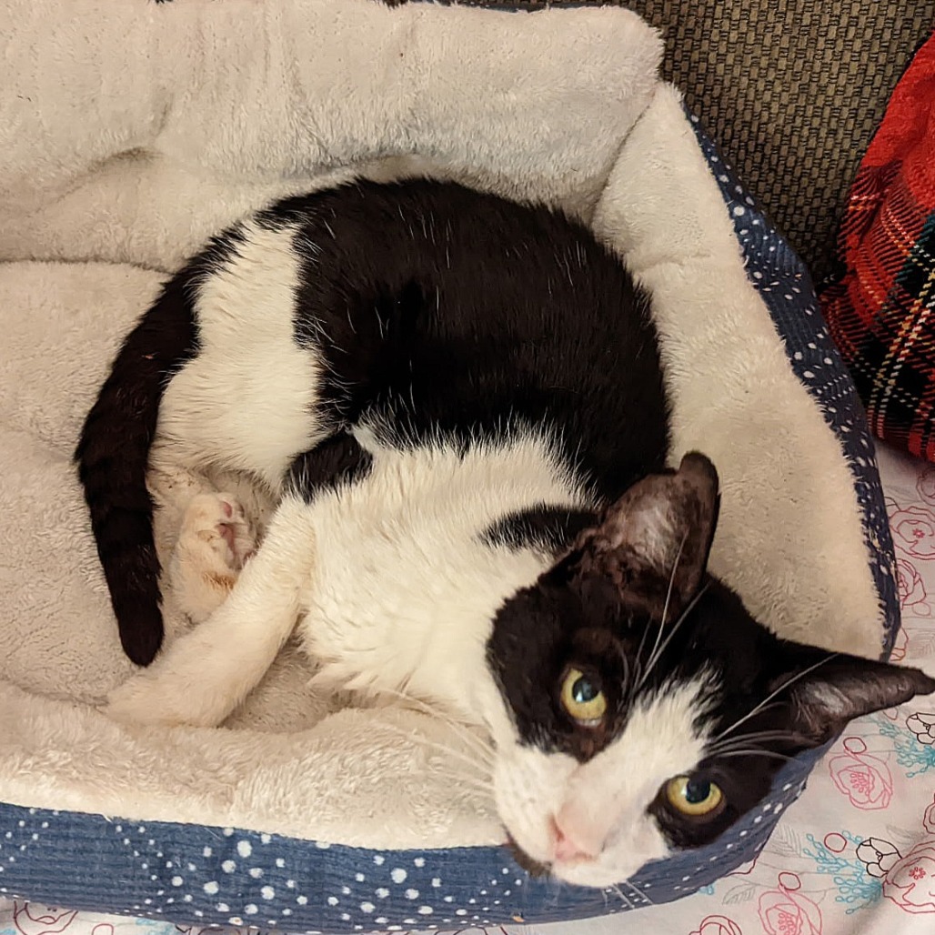 Mr. Socklington aka Sox - Domestic Shorthair