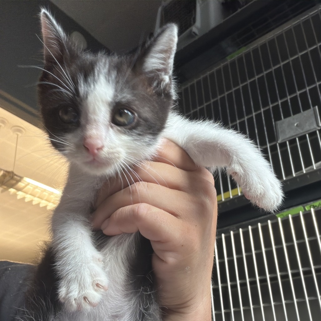 VELCRO - Domestic Shorthair available for adoption