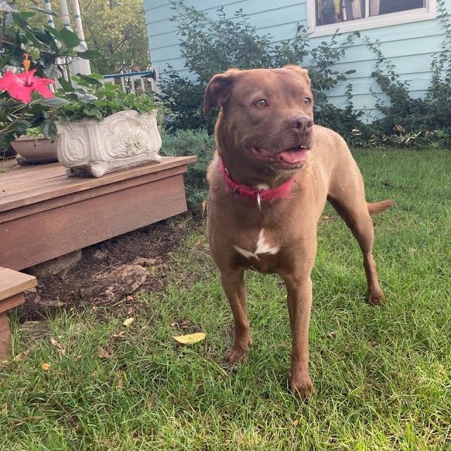 Rex, photo 15