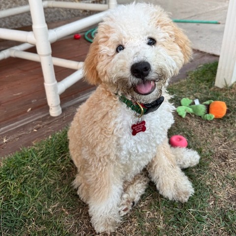 Available Dogs — Papillon Pals Rescue