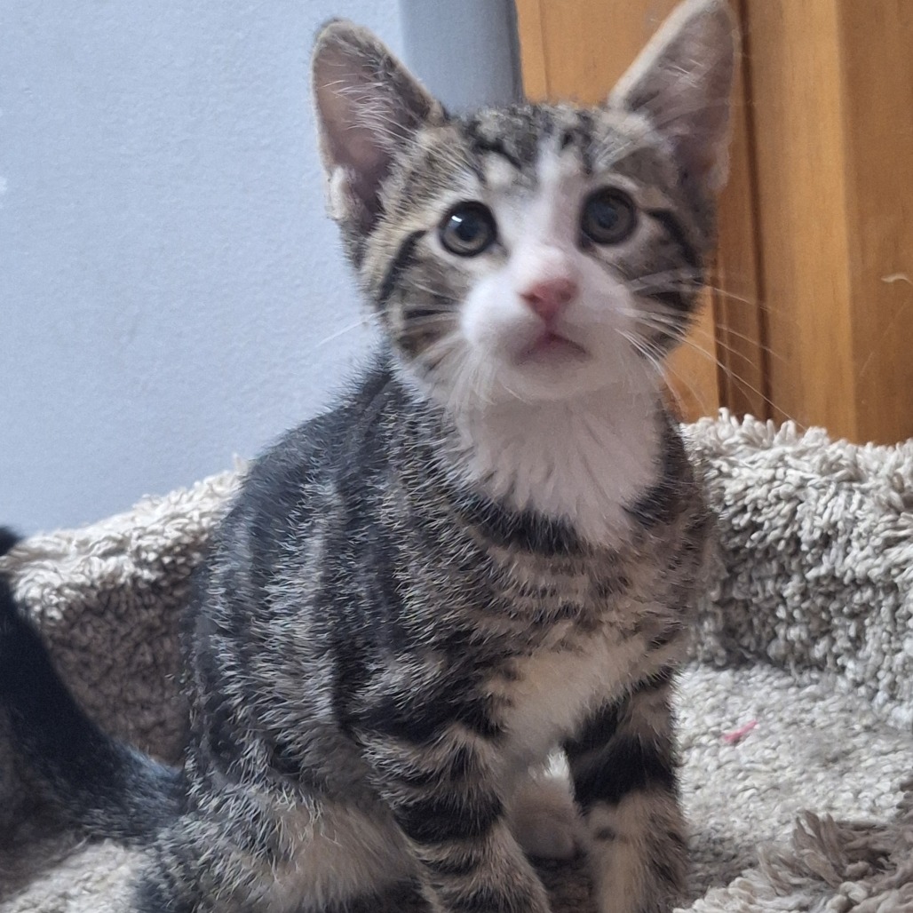 CONRAD - Domestic Shorthair available for adoption