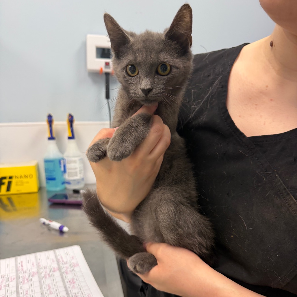 FIREFLY - Domestic Shorthair available for adoption