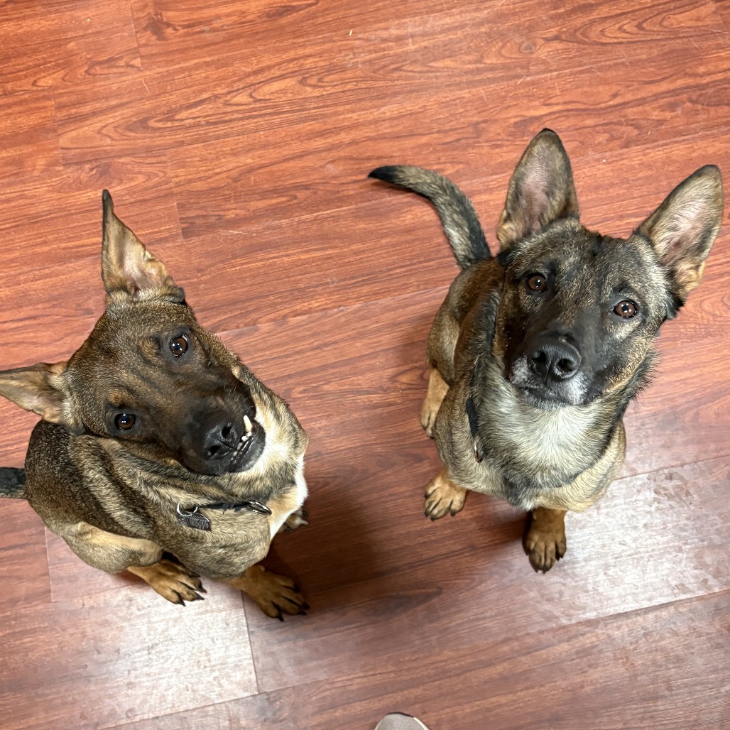 Tommy (bonded) — thumbnail 2