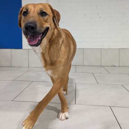 NALA - Retriever, Labrador / Mix available for adoption