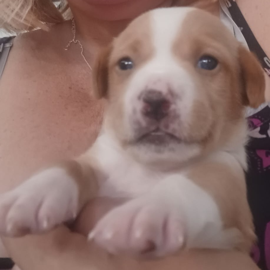 PECKY - Terrier / Mix available for adoption
