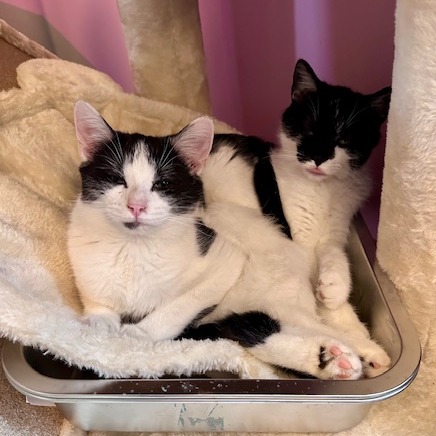 Penny — thumbnail 2