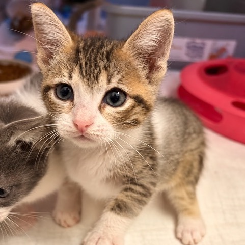 CERBERUS - Domestic Shorthair available for adoption