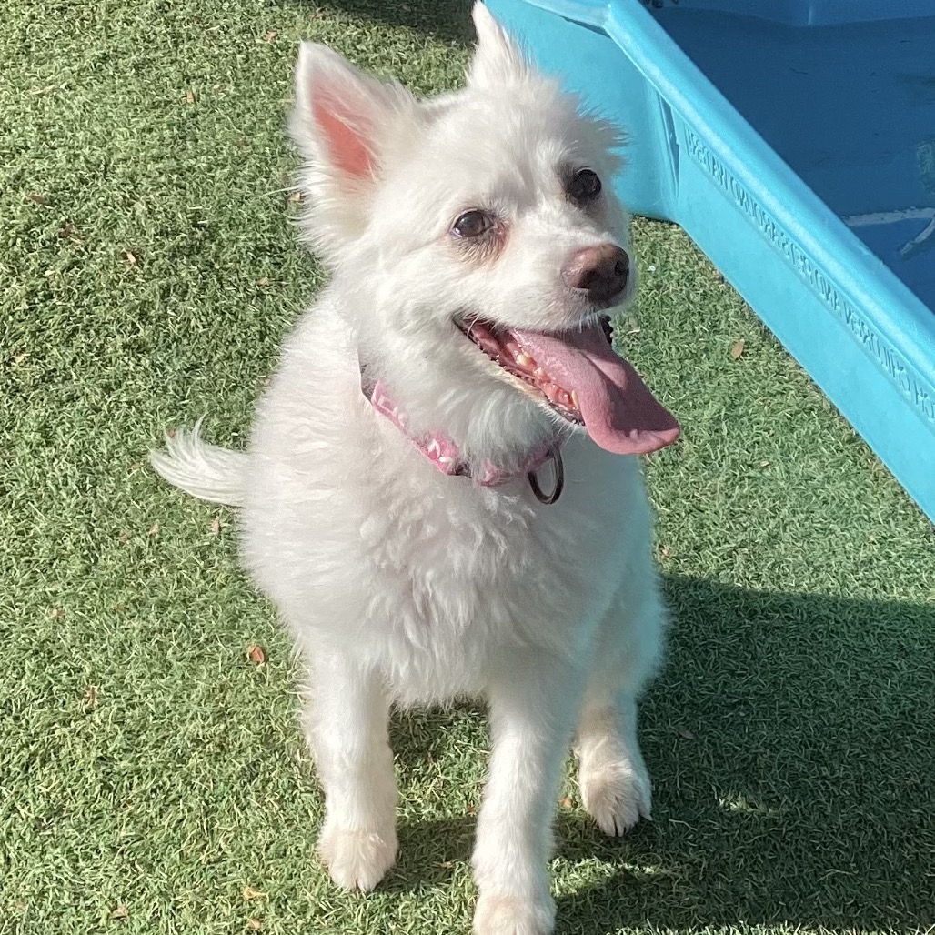 BELLA - Eskimo / American available for adoption