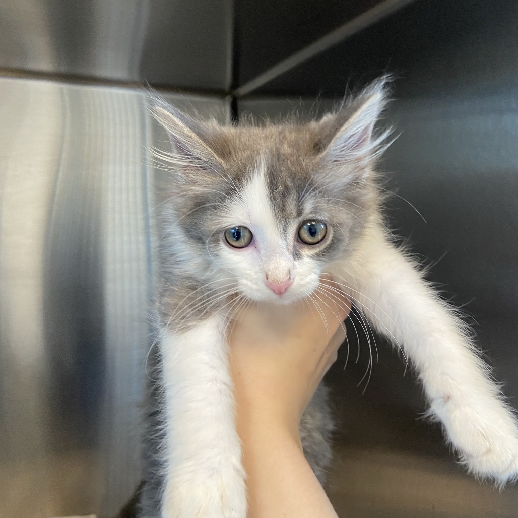 CORALINE - Domestic Longhair available for adoption