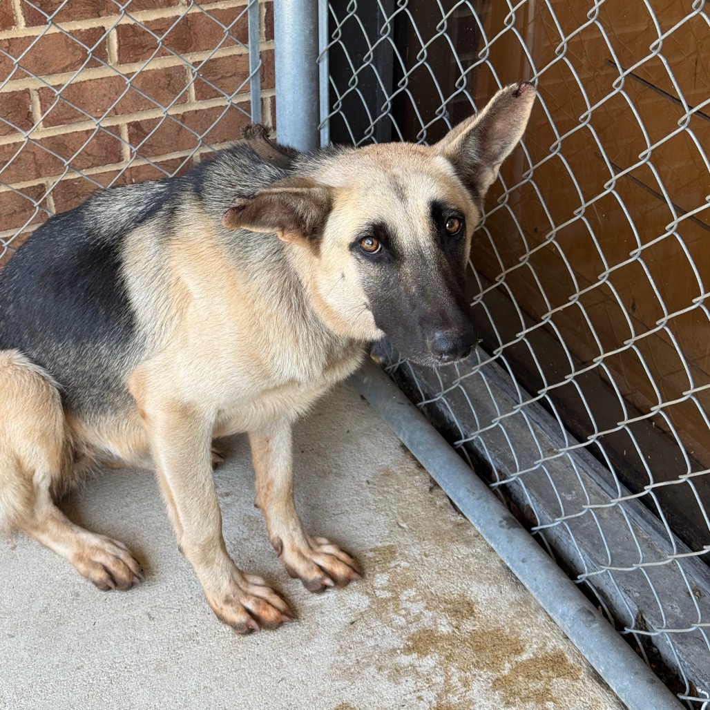German Shepherd