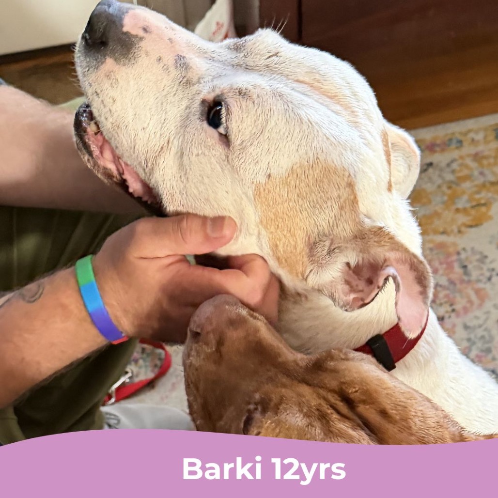 Barki, photo 8