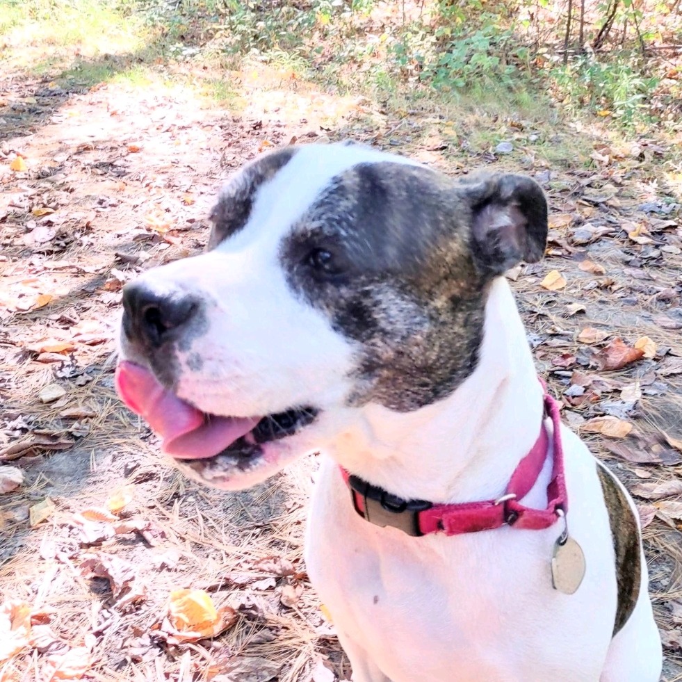 Petey, photo 27