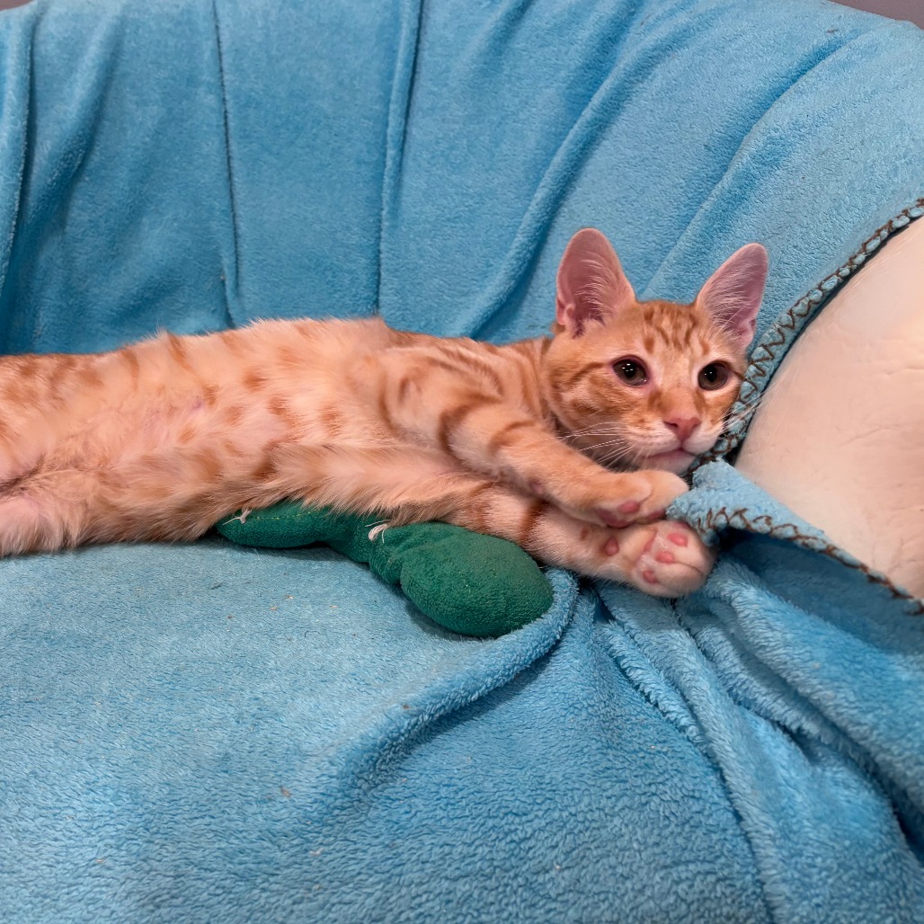 Mr. Fuzz & Remy *Bonded Pair*, photo 4
