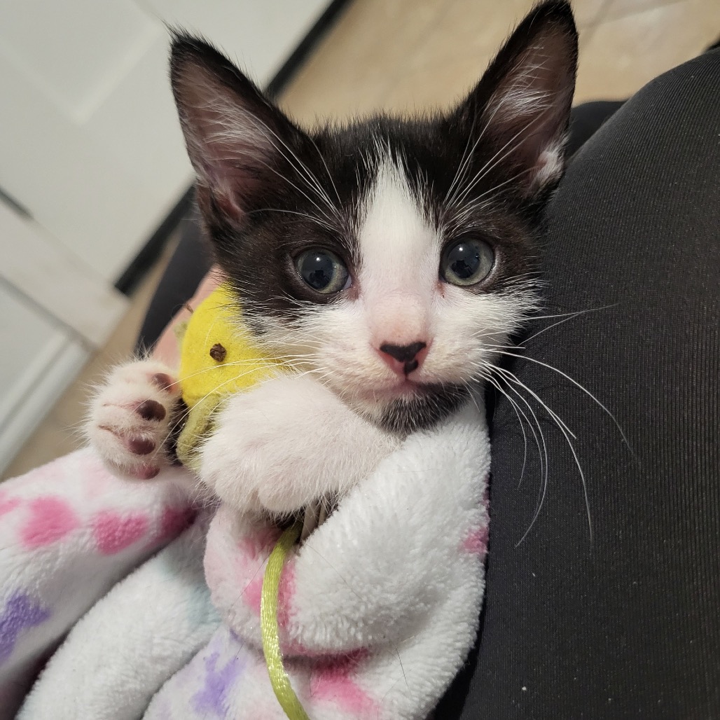 Oreo, photo 2