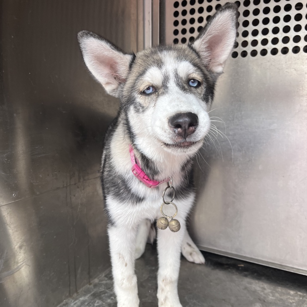 SADIE MY LADY - Husky available for adoption