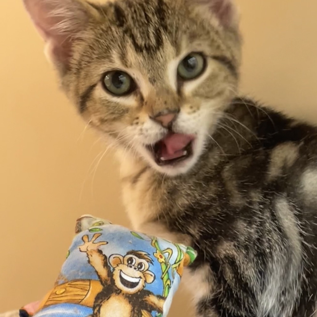 MONKEY
