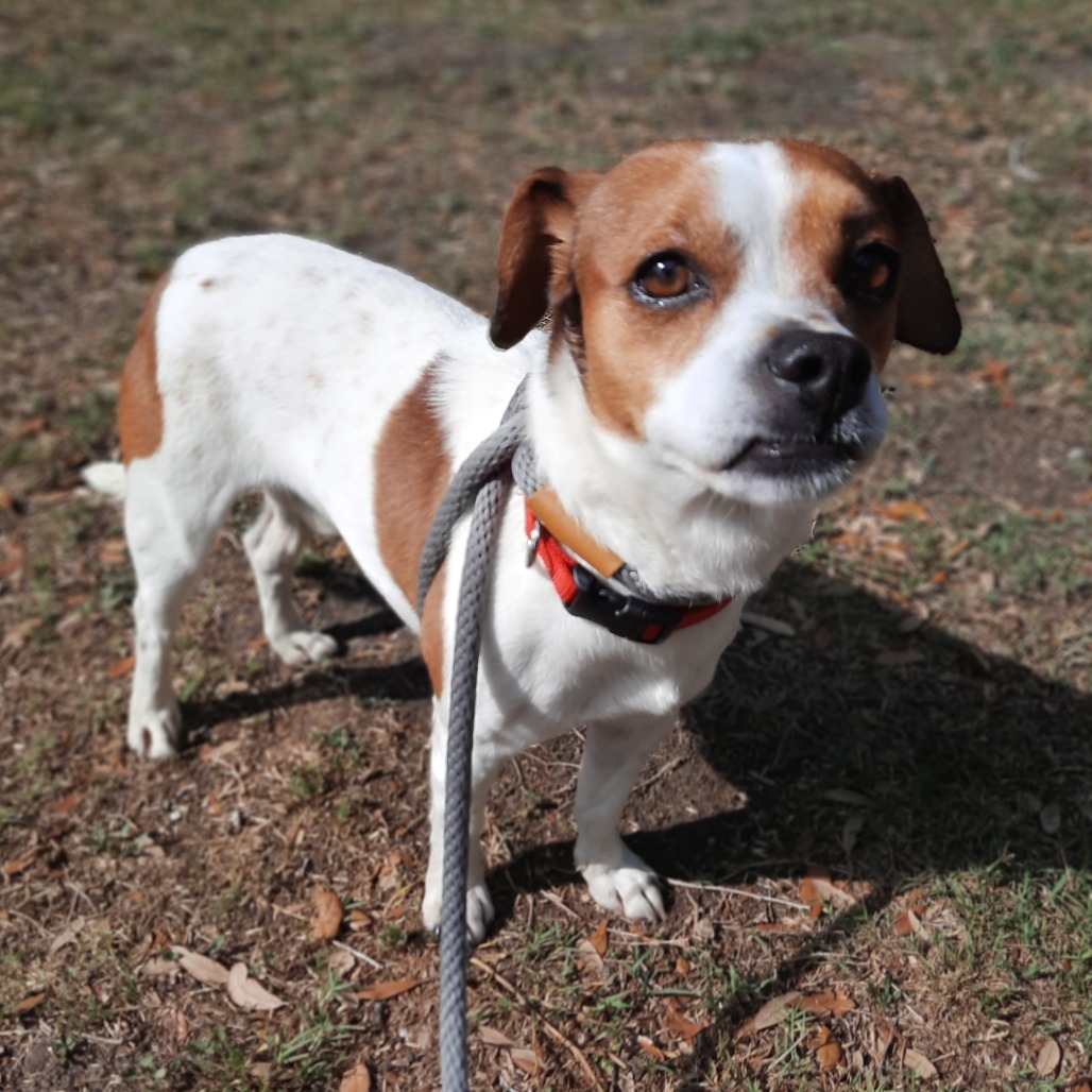 Bruiser photo 4