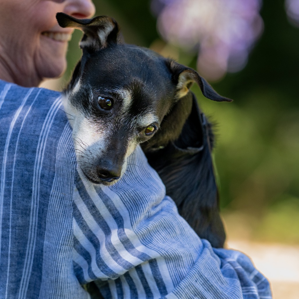 Animal namedHennessy