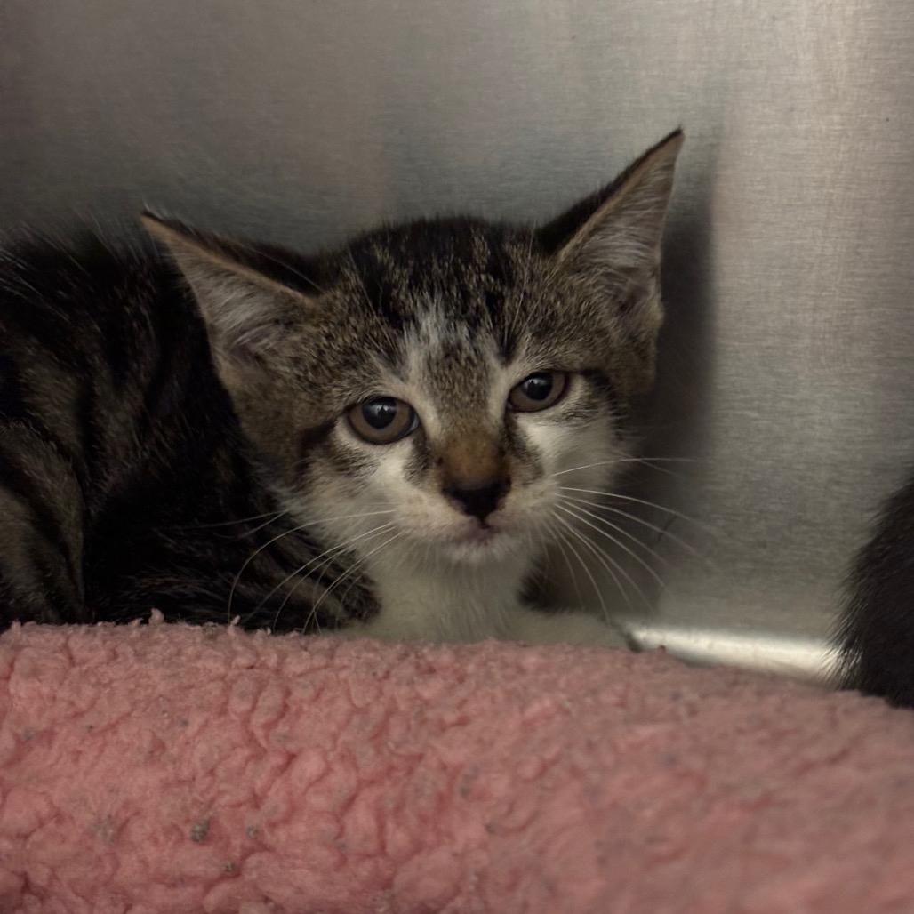 CYNDER - Domestic Shorthair / Domestic Shorthair for adoption in League City