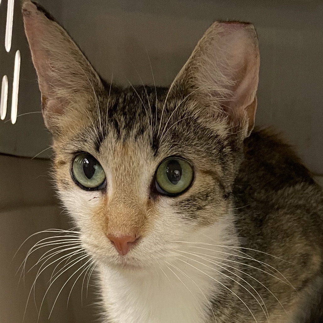JOY - Domestic Shorthair / Mix for adoption in Hattiesburg