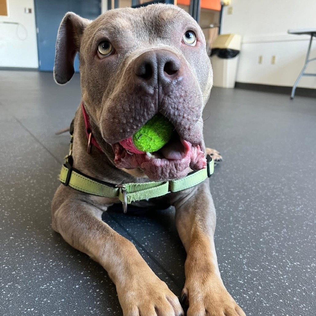 Photo of Meatball 14