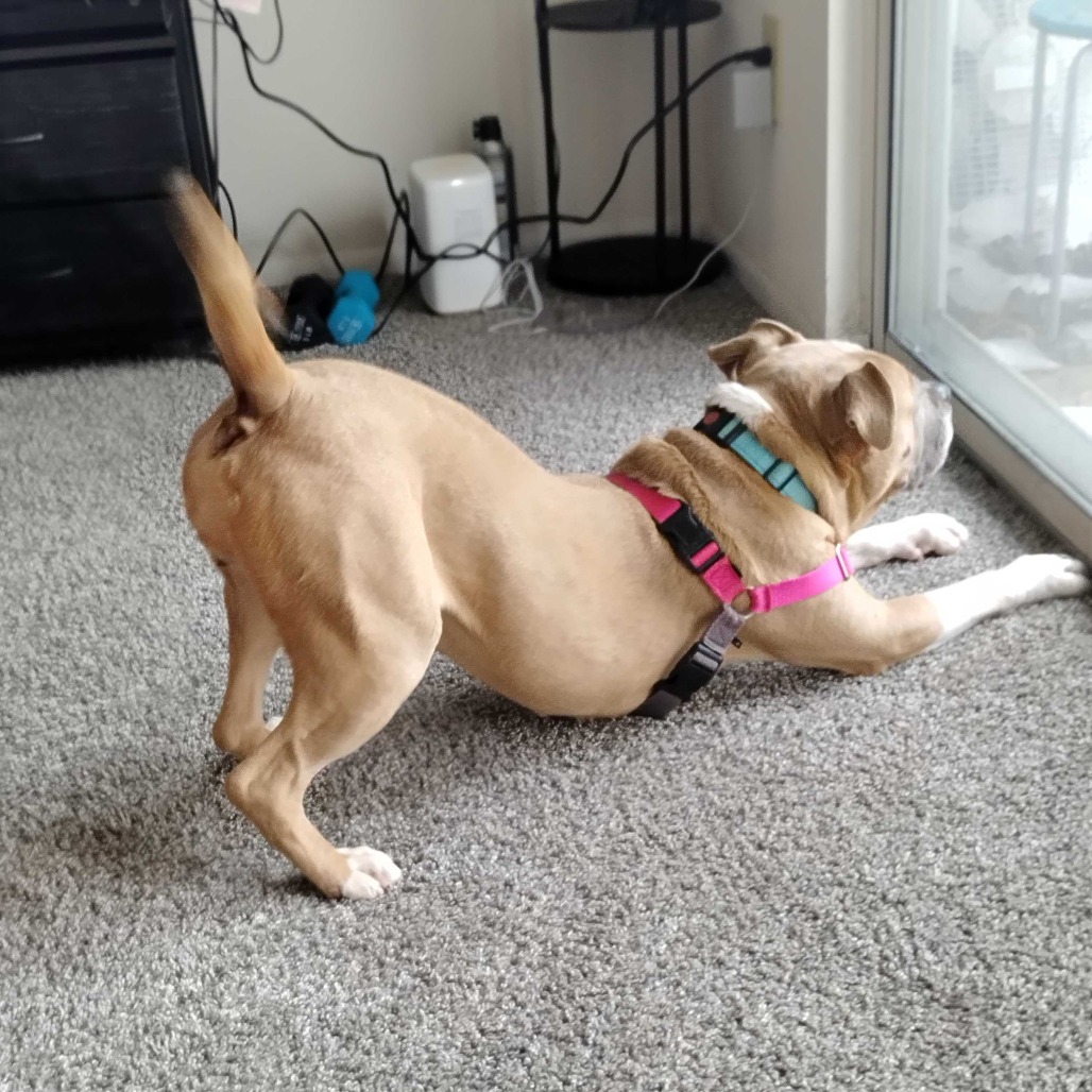 Sugar Cookie, additional photo