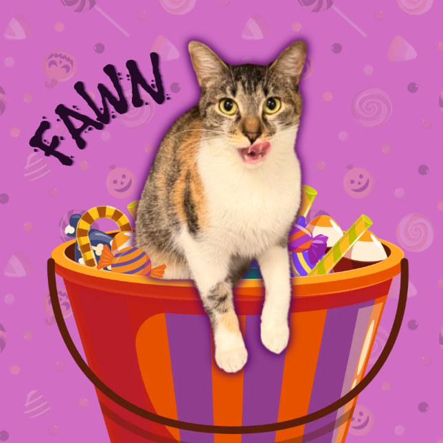 FAWN - Domestic Shorthair available for adoption