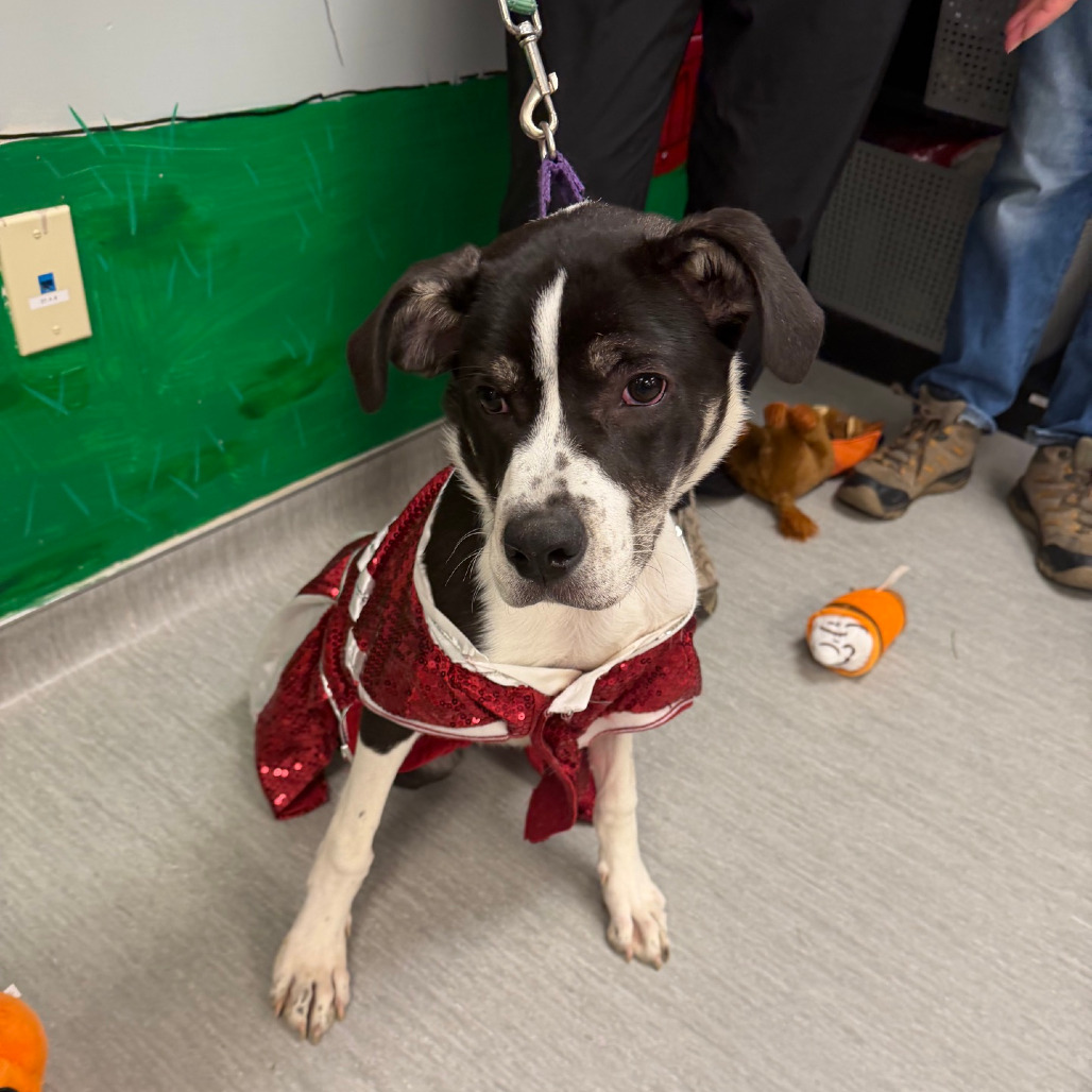 Taffy, photo 29