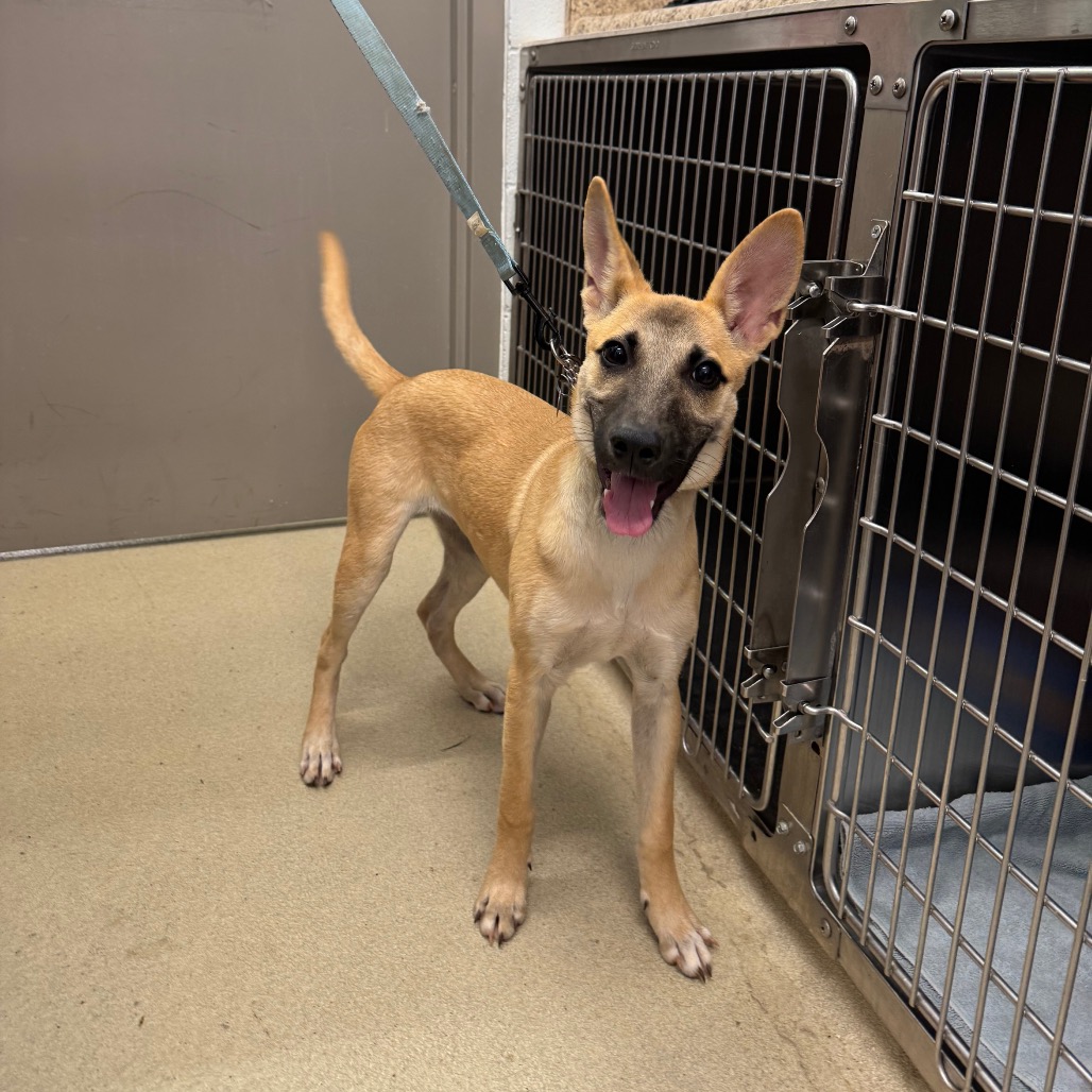 FIONA - Shepherd / Mixed Breed (Large) available for adoption